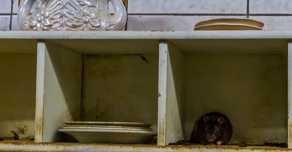 Waspada! Bagian Rumah Ini Jadi Tempat Favorit Tikus