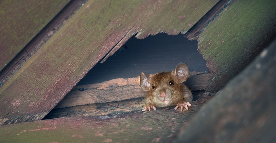 Ingin Cegah Tikus Masuk Ke Rumah? Lakukan Langkah Ini
